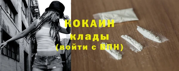 крисы Корсаков